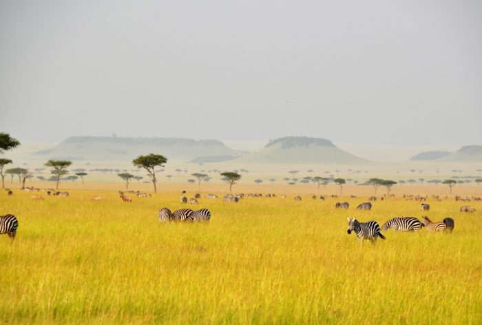 Serengeti Nationaal Park