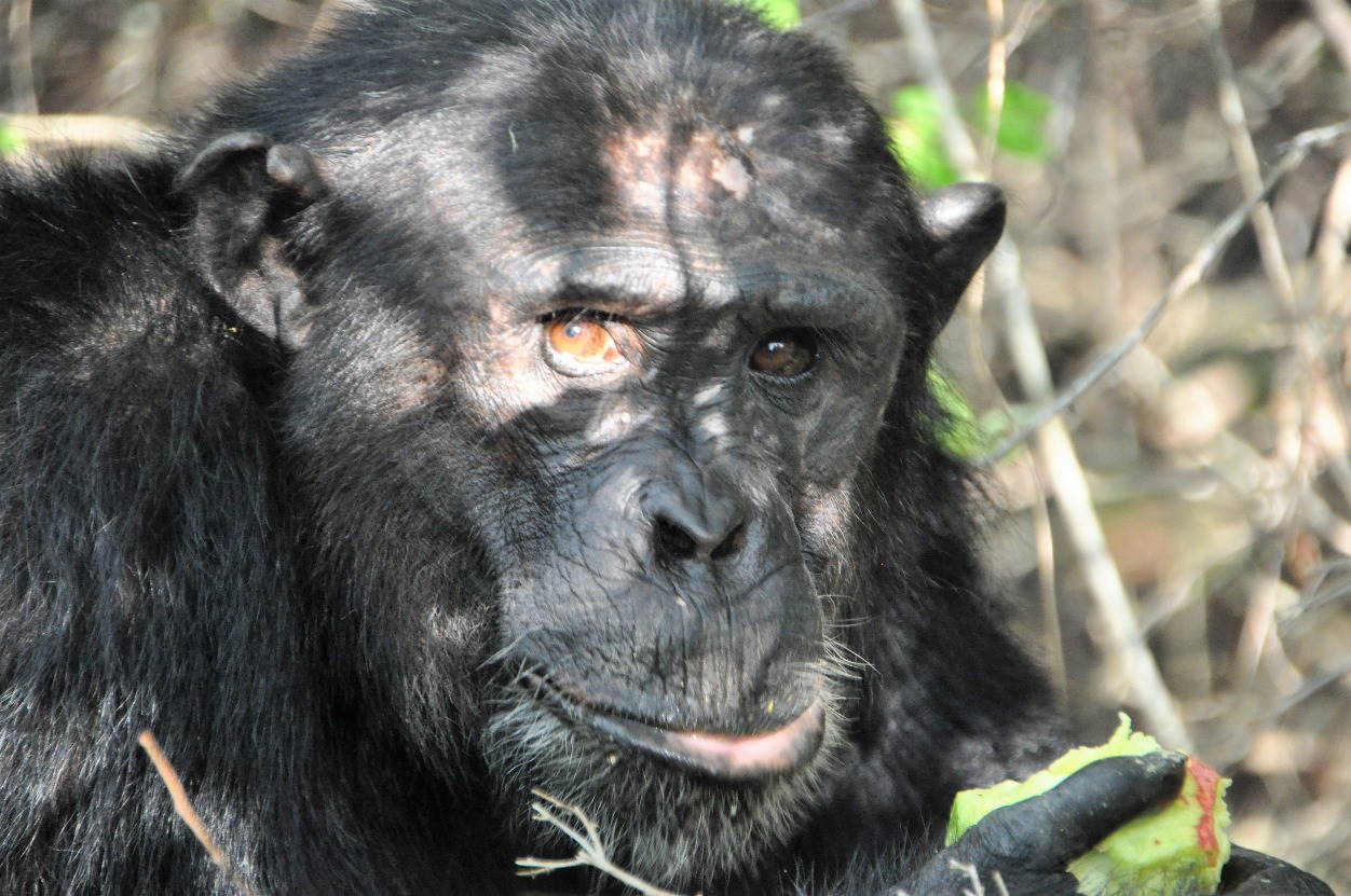 Close up van een chimpansee
