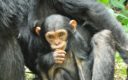 Chimpansee tracking – safari Afrika op zijn best