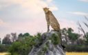 de Cheeta – Afrika’s snelste landdier