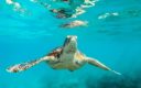 De zeeschildpad – 100 miljoen jaar evolutie