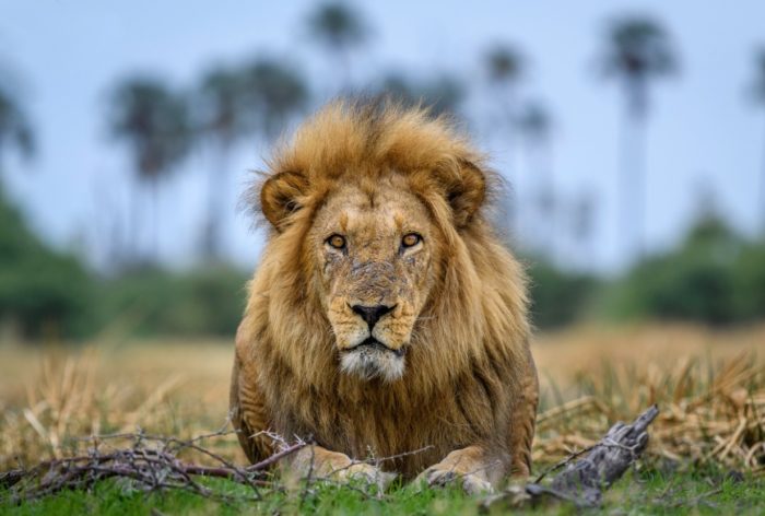 De Big 5 – Afrika’s meest iconische wild