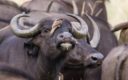 de Kaapse buffel – robuust en onverschrokken