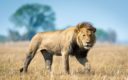 De leeuw – Afrika’s dominante roofdier