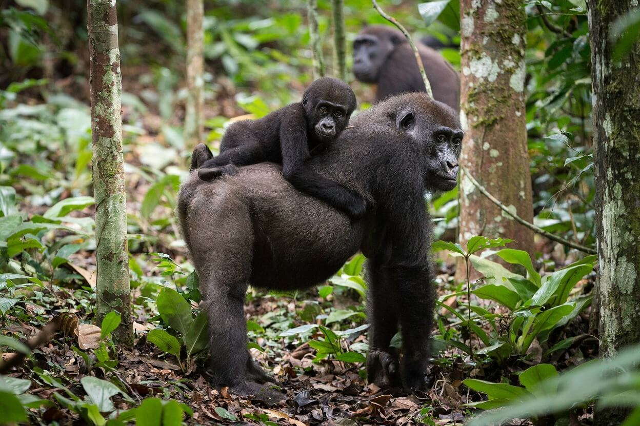 Drie gorilla's in het bos